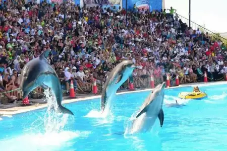 Dolphin show in sharm